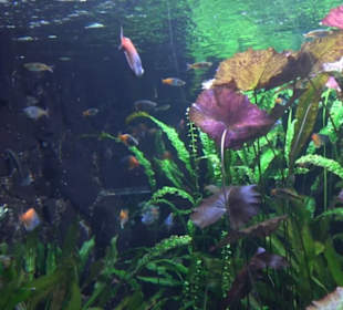 Tierpark Hellabrunn - Fische