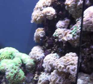 Aquarium