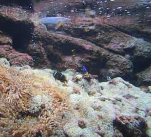 Nemo und Dorie