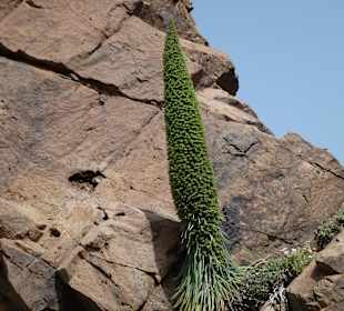 Nationalpark --> Teide