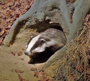 Dioramen im LWL-Museum für Naturkunde