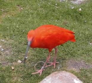 Weltvogelpark Walsrode