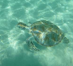 Meeresschildkröte