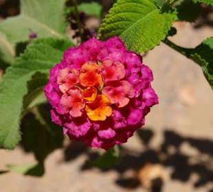 Botanischer Garten in Assuan