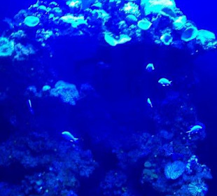 Palma Aquarium