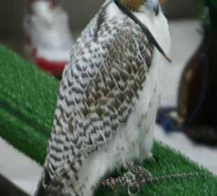 Falkenkrankenhaus, Abu Dhabi