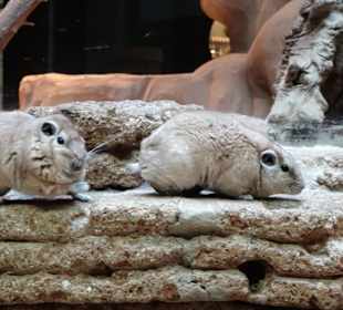 Impressionen aus dem Aquazoo Löbbecke Museum