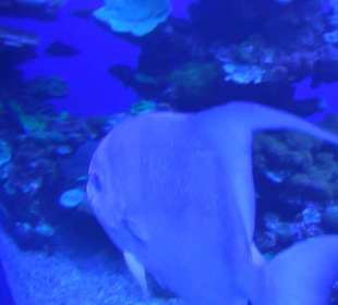 Palma Aquarium