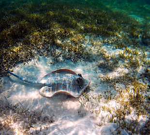 Schnorcheln Marsa Alam