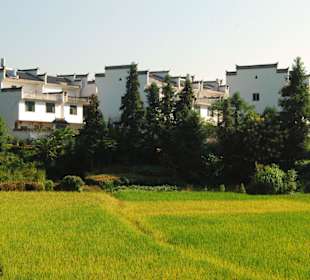 Reisfeld vor Museumsdorf Likeng