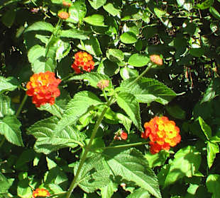 Botanischer Garten Assuan