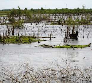 Abgestorbene Bäume in der Wiedervernässungszone