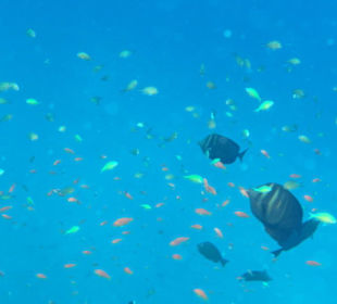 Schöne Unterwasserwelt