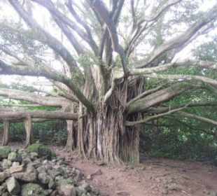 Banyan Tree (Feigengewächs)