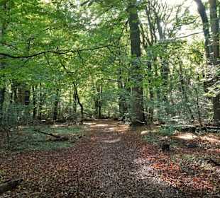 Eindrücke aus dem Neuenburger Urwald