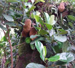 Cachoeira da Pedra Branca
