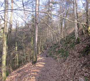 Weg zur Burg Neuscharfeneck