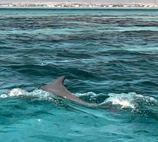 Delfin Tour Dolphine House