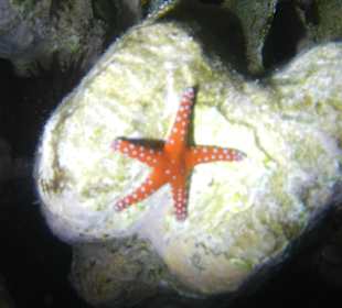 Ghardaqa Seestern / Nachtschnorcheln am Nordriff