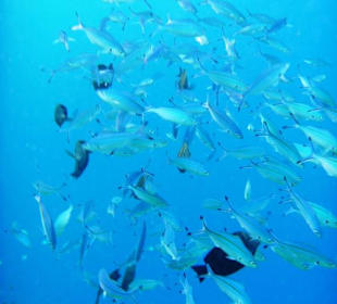 Fischschwarm am Hausriff