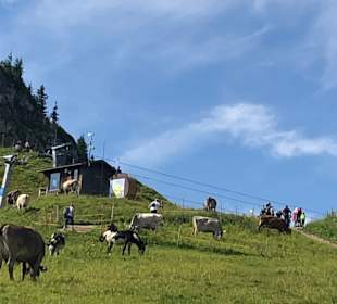 Wandern Nesselwängle