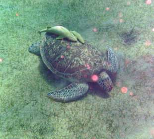 Schildkröte in der Nachbarbucht Abu Dabab