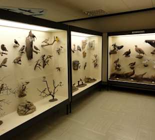Exponate der Sammlung