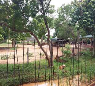Elefantenreiten Sigiriya