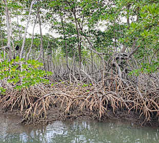 Los Haitises Nationalpark