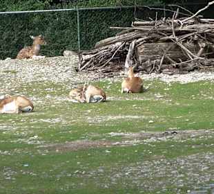 Tierpark Hellabrunn