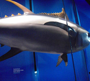 Thunfisch