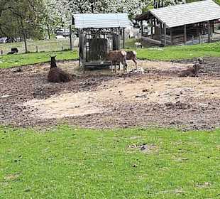 Alpen Wildpark Feld am See