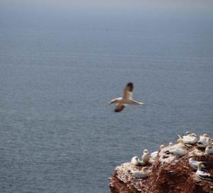 Brutfelsen für Seevügel