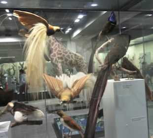 Zoologisches Museum 