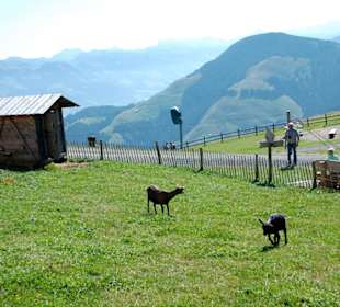 Hartkaiser, Streicheltiere