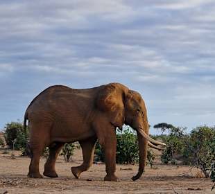 Elefant direkt bei uns vorbei gelaufen