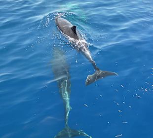 Delfine am Jolanda Reef