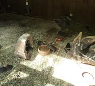 Wildmeerschweinchen Gehege
