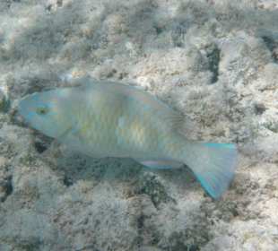 Junger blauer Papageienfisch beim Frühstücken