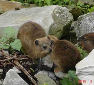 Tsitsikamma National Park
