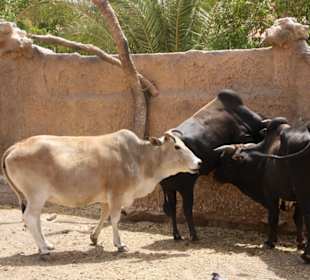 Bison?