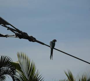 Ara bei der Delfinshow