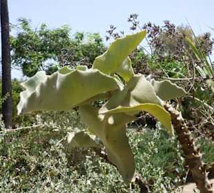 Schöner Garten