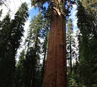General Sherman Tree