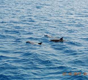 Die Freude war riesig diese schöne Tiere zu sehen