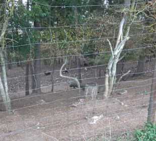 Erlebnisbauernhof und Wildgehege