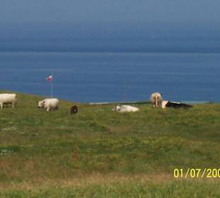 Die Tierwelt von Helgoland...