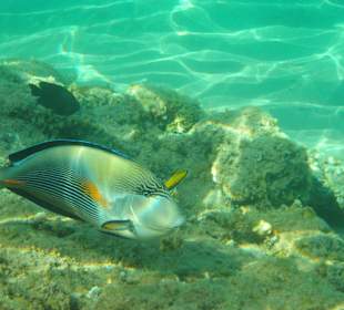 Zauberhafte Unterwasserwelt beim Hotel PrimaSol Ali Baba Pal