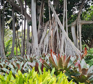 Botanischer Garten Puerto de la Cruz