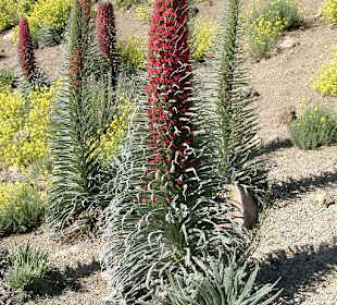 Roter Teide-Natternkopf